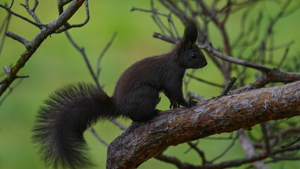 Alert Dark Morph Red Squirrel on a Pine Branch