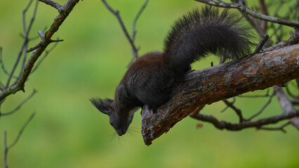 Dark Morph Squirrel Peering Down from Pine Branch
