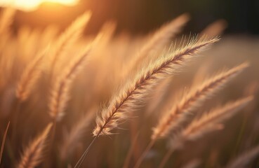 Delicate feather grass plumes glow in warm golden sunset light. Soft focus on wild plants swaying in nature meadow. Sun illuminates dry autumn steppe, creating tranquil peaceful scene.