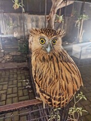 Owl yellow eyes cute pet