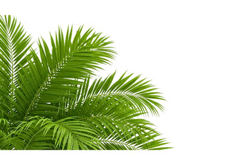 Obraz premium lush palm leaves isolated on white.