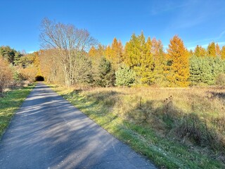 Autumn Colors in Sunlit Forest Landscape