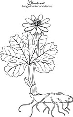 Bloodroot Sanguinaria canadensis black and white Illustration showing the flower, root, and leaf structure.