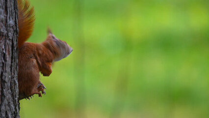 Red Squirrel Eating on Tree Trunk with Vibrant Green Copy Space