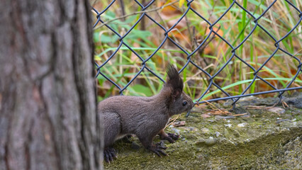 Urban Explorer: Curious Dark Squirrel Peering from Concrete Wall