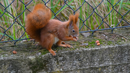 Urban Wildlife: Red Squirrel Eating Acorns on Concrete Ledge
