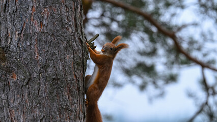 Vocal Red Squirrel with Open Mouth Climbing Tree Trunk