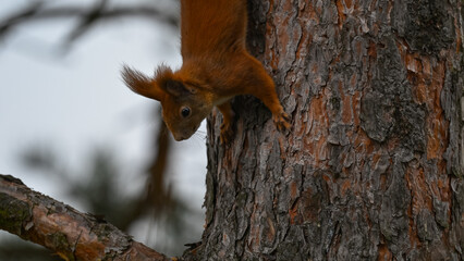 Fototapeta premium Agile Red Squirrel Climbing Down Tree Trunk