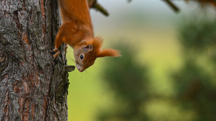 Agile Red Squirrel Climbing Down Tree Trunk
