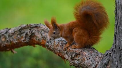 Curious Red Squirrel Perched on a Pine Branch
