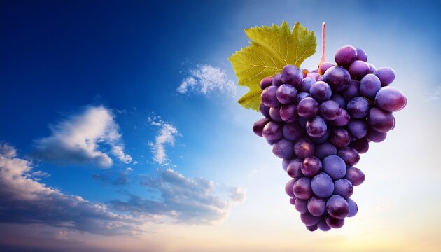 A Bunch Of Purple Grapes Against The Sky - Powered by Adobe
