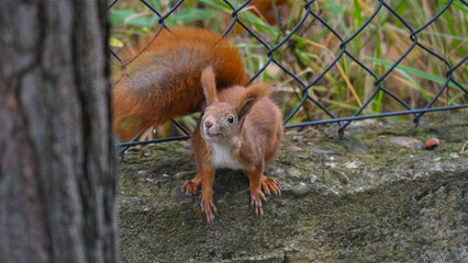 Urban Wildlife: Red Squirrel Eating Acorns on Concrete Ledge