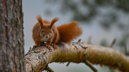 Intense Red Squirrel Staring Directly at Camera on Branch