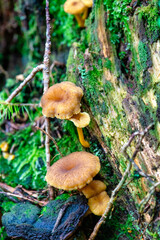Fresh chanterelle mushrooms in forest environment surrounded by moss grass and branches