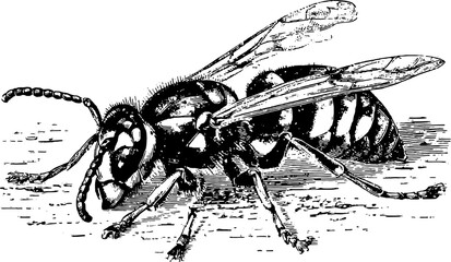 Vintage bee illustration in black outline style. This vector engraving captures the essence of the insect in a detailed and minimalistic manner.