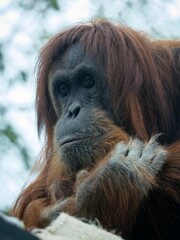 Soulful Portrait of a Pensive Orangutan