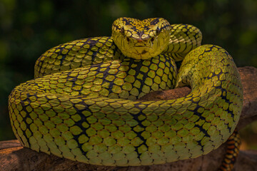 Sumatran pit viper Trimersurus sumatranus