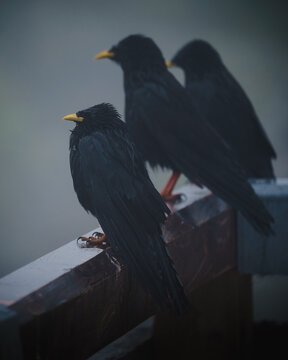 Alpine chough 
