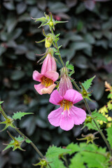South African foxglove flowers blooming beautifully in the early summer garden.