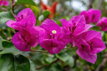 Fototapeta premium Vivid magenta bougainvillea flowers, delicate petals, green foliage, natural light, closeup
