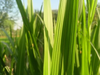 Fresh Green Rice Plants Close-up