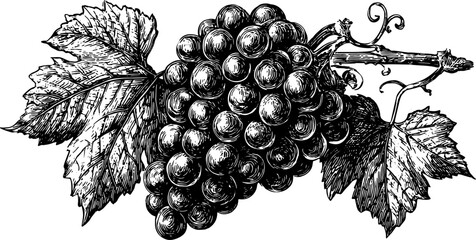 Grape cluster with leaves on a vine branch. Vintage botanical vector illustration in black and white engraving style.