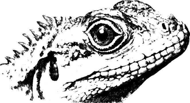 Lizard illustration in black and white drawing style. A detailed vector set showcasing realistic features and texture for artistic projects.