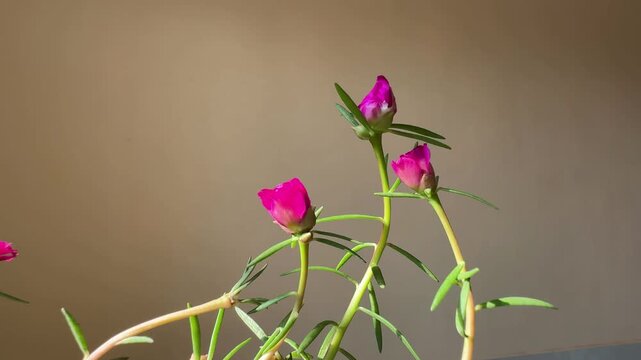 Blooming Carnations in Soft Morning Light 