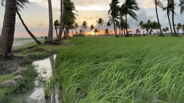 Tropical Sunset: Palm Trees Swaying in Gentle Breeze