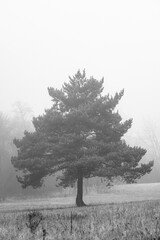 Sosna we mgle