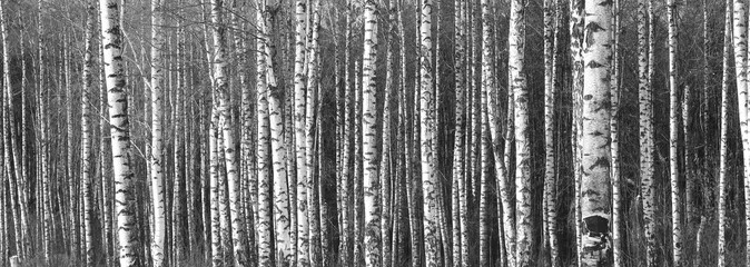 black-and-white photo with white birches