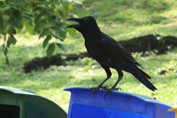 A black crow with its beak open is perched on top of a blue plastic trash bin in a grassy, outdoor area with green foliage overhead.