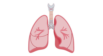 Detailed vector graphic showcasing the essential human lungs and respiratory system, highlighting their critical role in breathing and sustaining life's vital processes