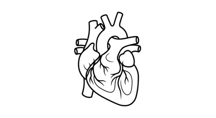 Anatomical Heart Illustration Exploring Cardiovascular Health and Organ Anatomy
