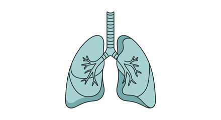 Anatomical illustration of human lungs and respiratory airways, crucial for breathing and oxygen exchange, ideal for medical education and health graphics