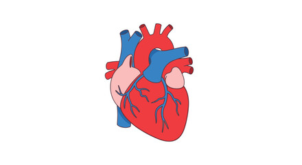 Vector illustration of an anatomical human heart organ. A symbol of life, health, and love for medical science and cardiology concepts