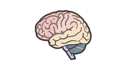 Anatomical illustration of a human brain, showcasing its intricate structure and complexity for educational and medical purposes