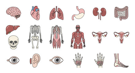 Detailed collection of human anatomy vector icons, illustrating essential internal organs, skeletal structure, muscular system, and various body parts. Ideal for medical and science education