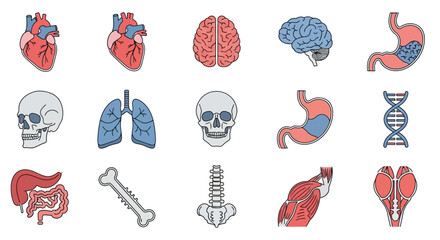 A diverse collection of human internal organs and anatomy icons for medical and scientific illustration