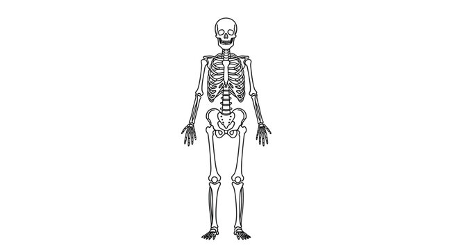 Detailed anatomical illustration of a full human skeleton standing upright in an anterior view, a concept for medical science and biology