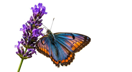 Vibrant blue and orange butterfly on purple lavender blossom