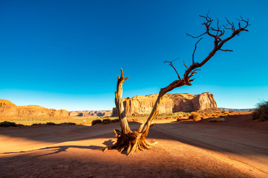 Sunlit dry tree trunk contrasting with iconic sandstone formations in Monument Valley during summer
