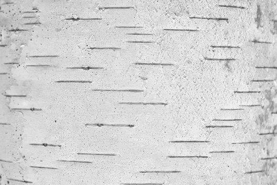pattern of birch bark with black stripes
