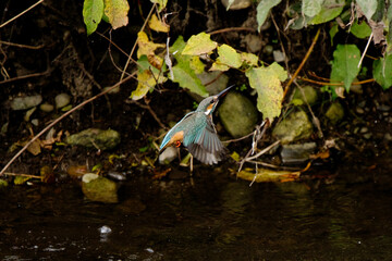 A bird flying over a body of water