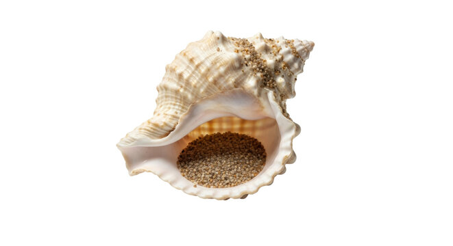 Close-up of textured seashell filled with sand on black background