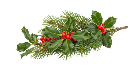 Festive holly and pine branch with red berries on black background