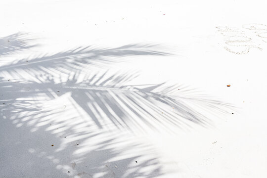 Ombres de palmes sur plage de sable blanc 