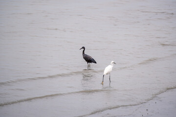 Two herons, one black and one white, stand gracefully in shallow water with their reflections mirrored on the calm, glassy surface.