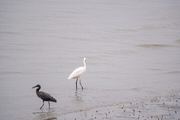 Two herons, one black and one white, stand gracefully in shallow water with their reflections mirrored on the calm, glassy surface.