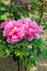 Pink tree peony flowers blooming in the garden.